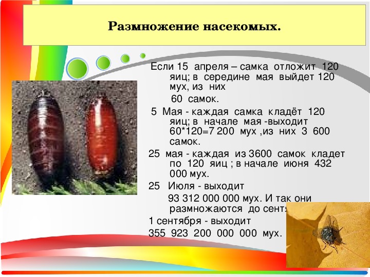 Проект по теме числа великаны