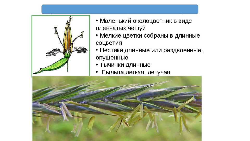 Презентация на тему класс однодольные 6 класс