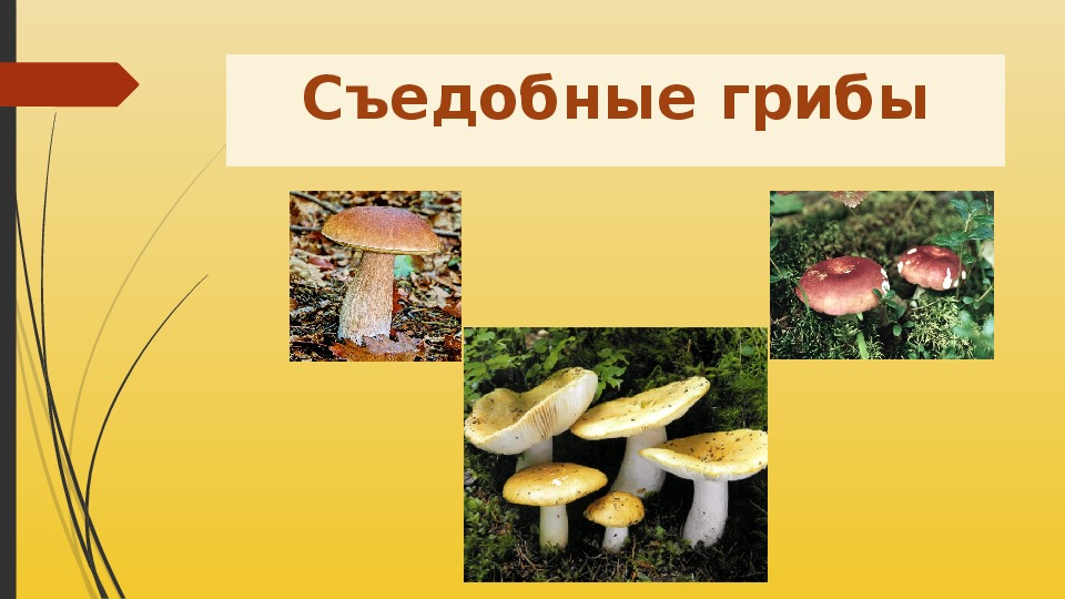 Презентация "Многообразие и значение грибов" для 5 класса