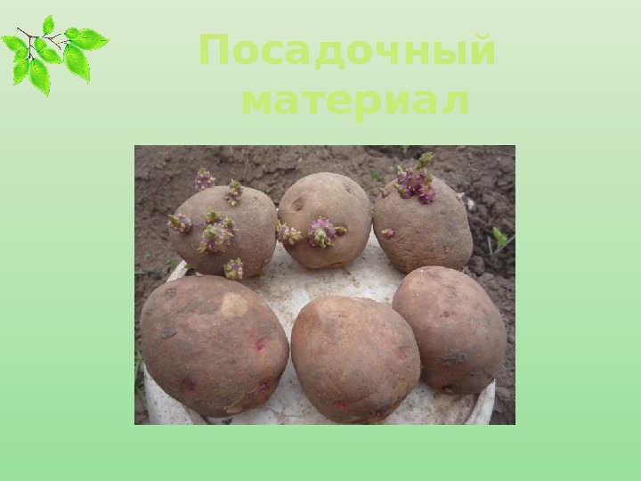 Яровизация картофеля