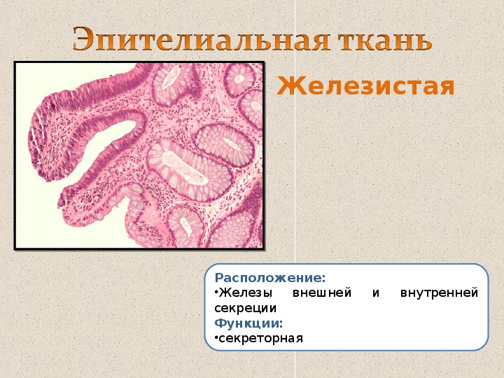 Презентация по биологии "Ткани человека" (8 класс)