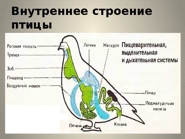 Презентация на тему класс птицы 7 класс