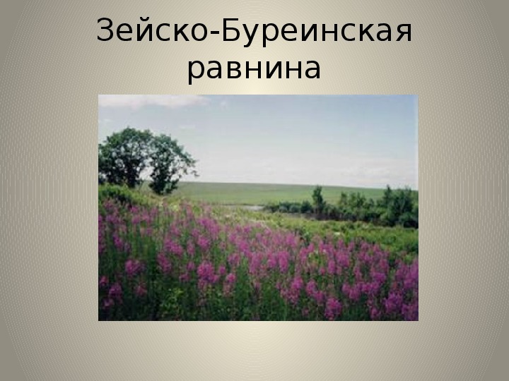 Амур какая равнина. Зейско Буреинская равнина на карте. Зейско-Буреинская.