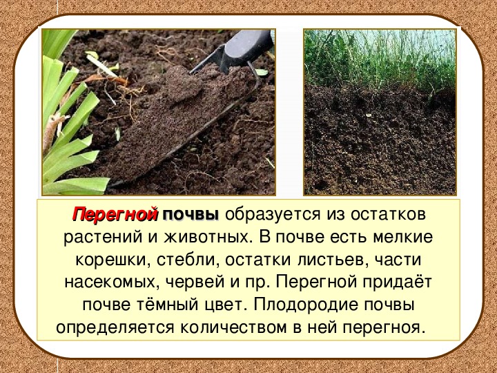 Почвы очень бедные либо вообще не формируются. Перегной в почве. Перегной в почве окружающий мир. Почва презентация. Что такое почвенный перегной.
