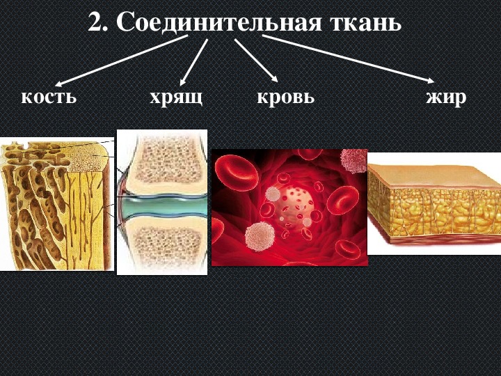 Ткани образующие органы человека