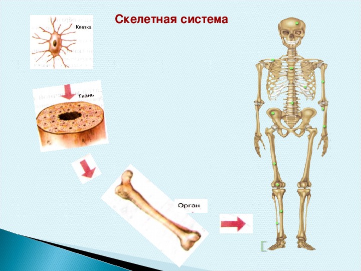 Уроки биологии 8 кл. Функции скелетной системы. Скелетная система человека какими. Скелетная система выполняет 3 функции. Презентация биология 8 класс тело человека.