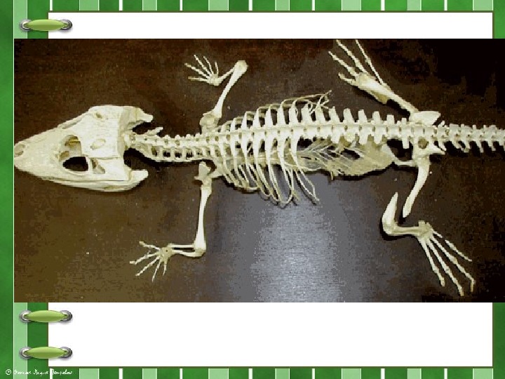 Отделы позвоночника крокодила. Скелет эублефара. Эублефар скелет. Скелет нильского крокодила. Скелет крокодила Грудина.