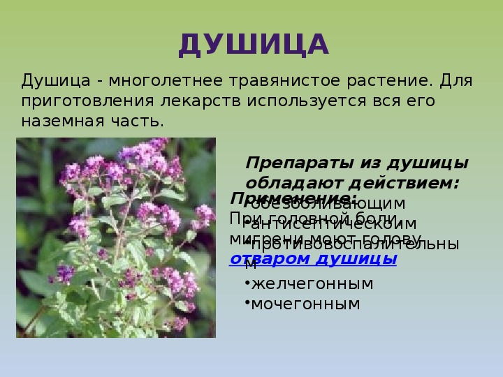 Душица описание растения и фото