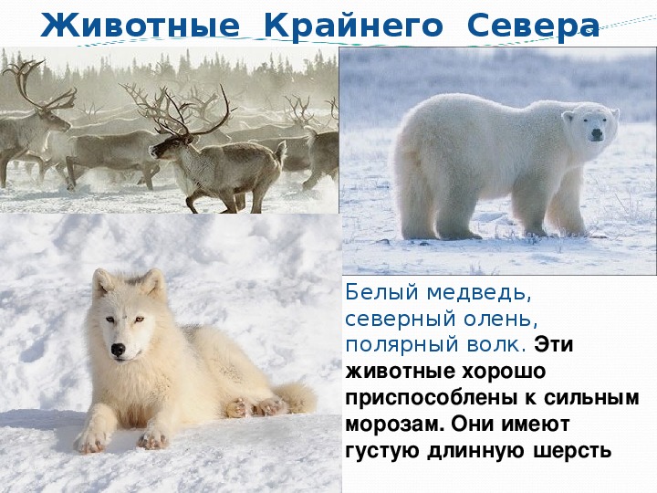 Северный олень приспособленность к среде обитания. Животные крайнего севера. Животные крайнего севера России. Животные крайнего севера для детей. Дикие животные севера.
