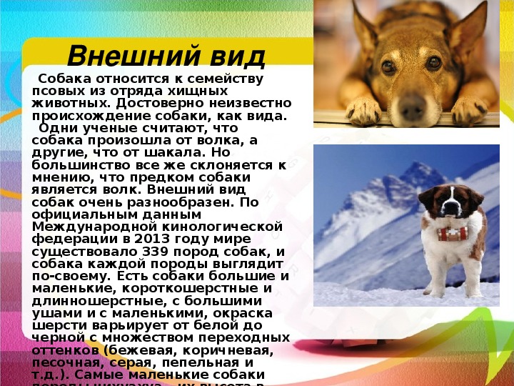 Описание собаки 5 класс русский язык. Собака для презентации. Собака описание животного. Внешний вид собаки описание. Описание домашнего животного собаки.