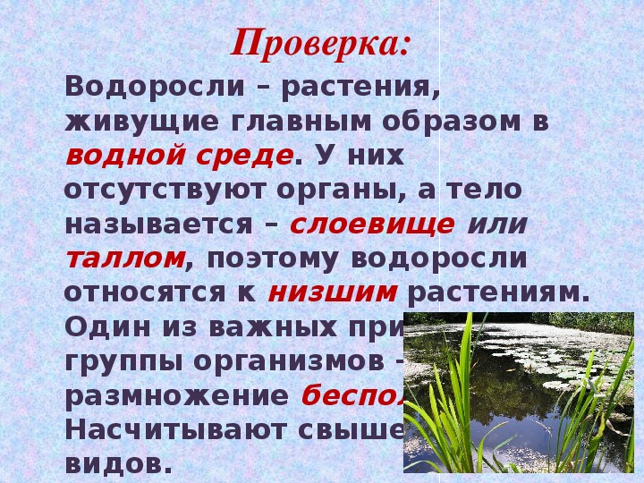 Водоросли относятся к растениям