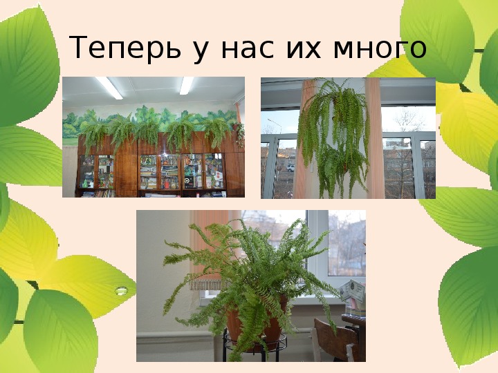 Презентация " Как ухаживать за комнатными растениями"