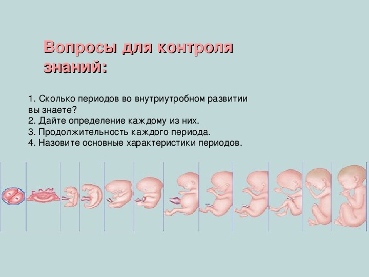 Внутриутробное развитие организма развитие после рождения