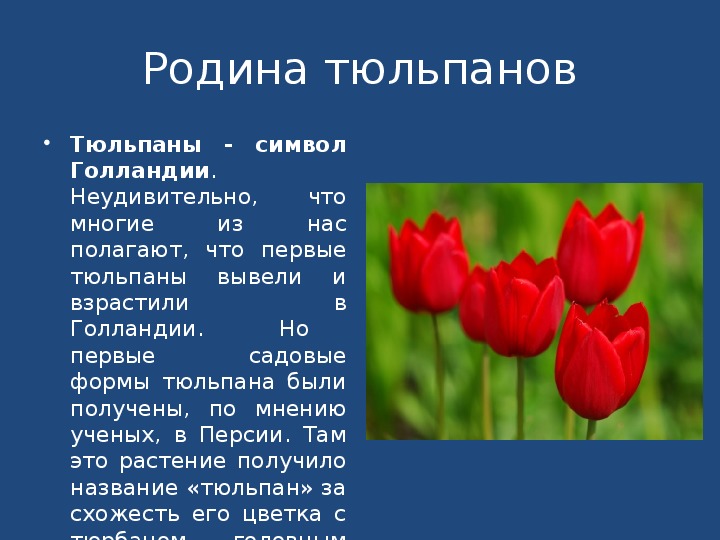 Тюльпаны это символ. Описание тюльпана. Тюльпан описание растения. Описать тюльпан. Рассказать о цветке тюльпане.