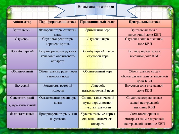 Сенсорные системы организма презентация