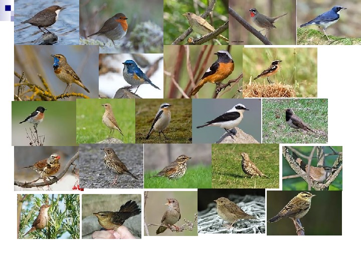 Птицы новороссийска фото и названия