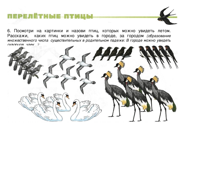 Задания в картинках для дошкольников по теме перелетные птицы