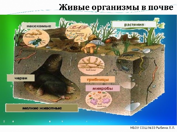 Живые организмы в почве. Организмы почвенной среды обитания. Особенности обитания живых организмов в океане