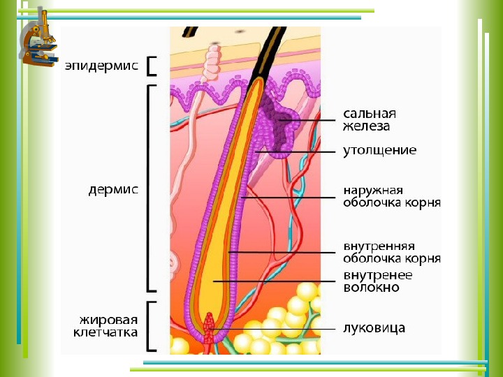 Строение волоса рисунок