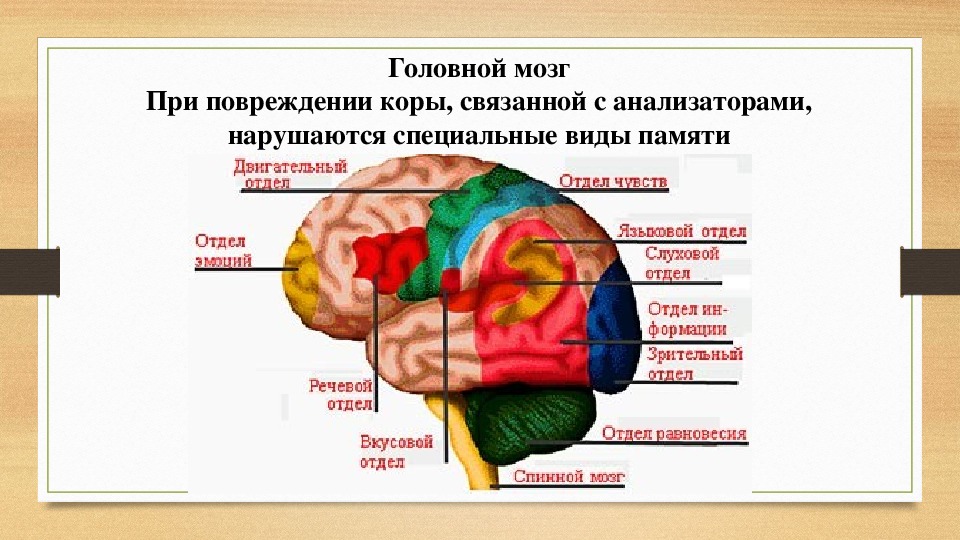 Память в каком отделе мозга. Органическое повреждение коры головного мозга. Ядерные зоны головного мозга. Локальное повреждение коры головного мозга.
