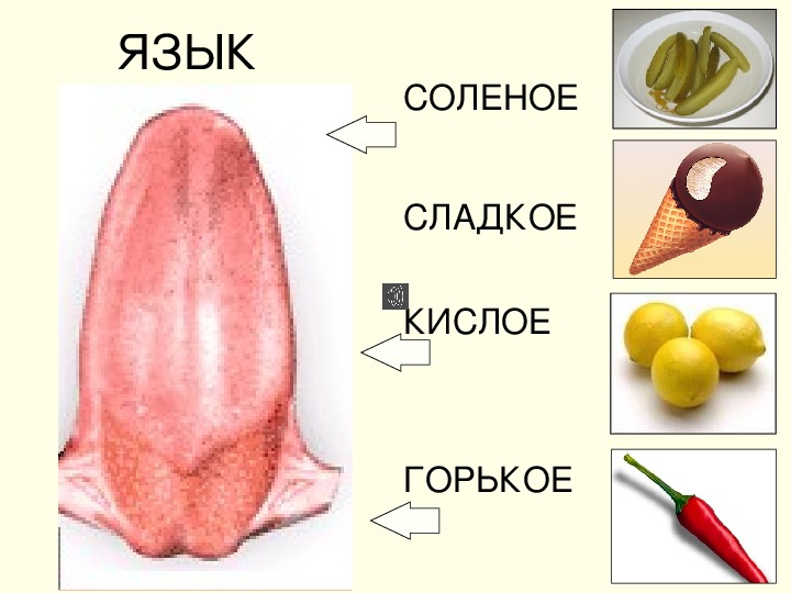 Язык солей