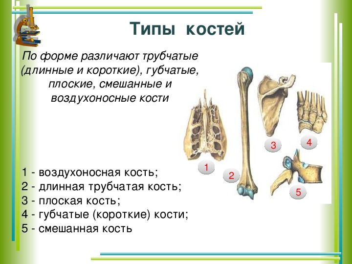 3 губчатые кости. Классификация костей трубчатые губчатые смешанные. Классификация костей длинные трубчатые кости. Трубчатый кости короткие кости плоские кости. Классификация костей трубчатые губчатые плоские и смешанные кости.