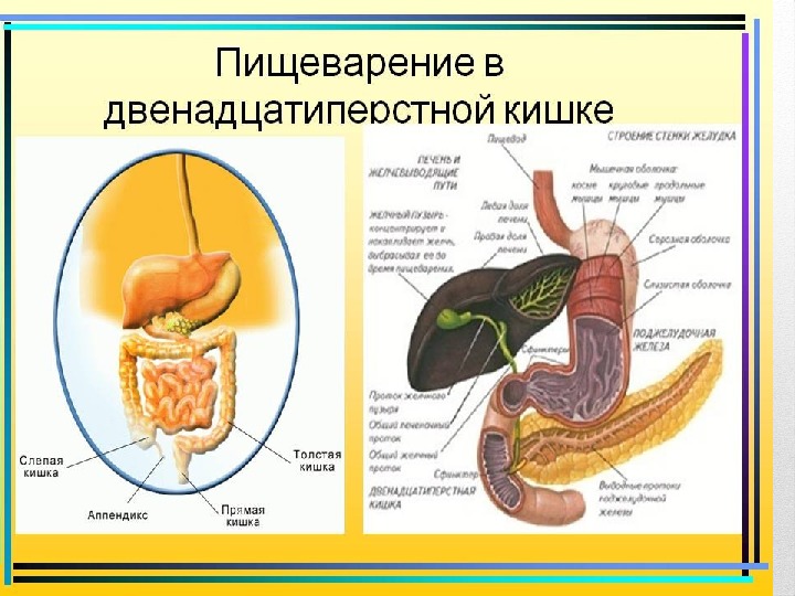 Схема пищеварения в желудке