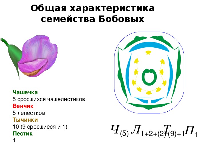 Пасленовые диаграмма и формула