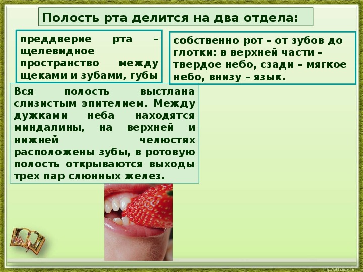 Пищеварение в ротовой полости презентация