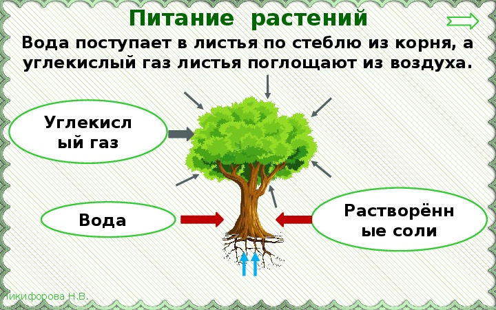 Солнце растения и мы презентация 3 класс. Проект солнце растения и мы с вами. Окружающий мир солнце растения и мы с вами. Солнце растения и мы с вами 3 класс окружающий мир. Солнце растения и мы с вами 3 класс окружающий мир конспект.