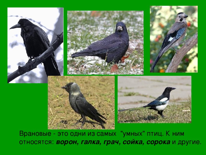 Группы питания птиц. Птицы экологические группы птиц. Птицы по типу питания. Экологические группы по способу питания. Экологическая группа вороны.