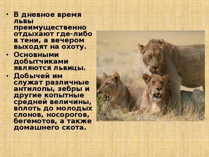 Факты о львах. Животные жарких стран для 1 класса. Факты о львах животных.