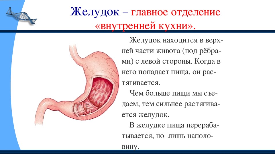 Строение человека 2 класс окружающий мир презентация