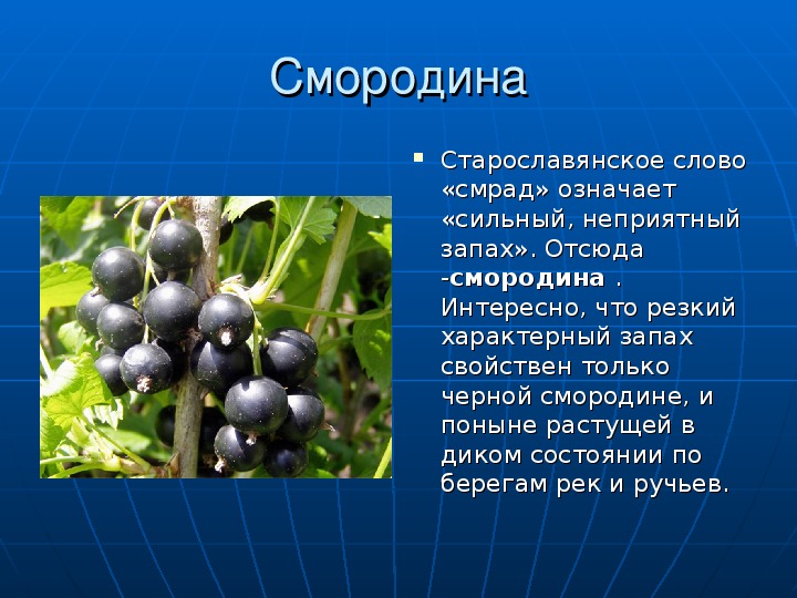 Sevenrose черная смородина текст. Информация о смородине. Смородина картинки описание.