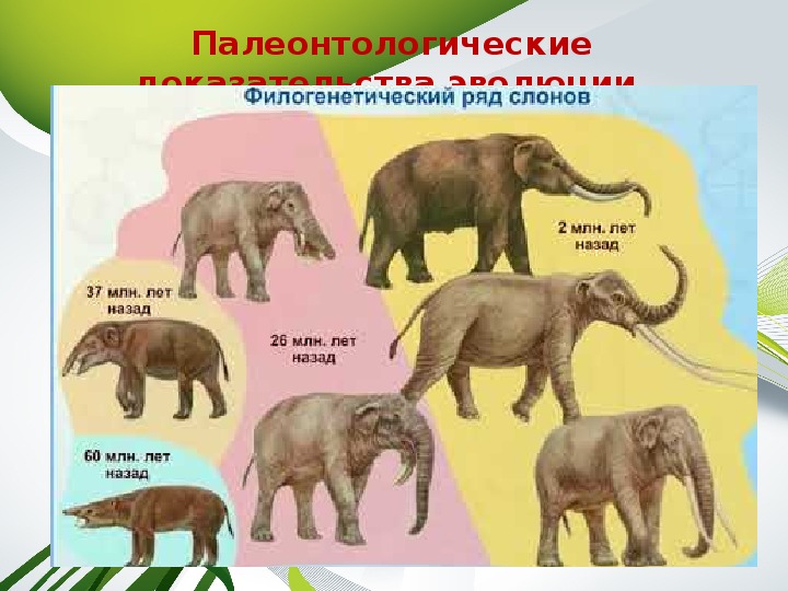 Примеры переходных форм и филогенетических рядов. Филетическая Эволюция хоботных. Филогенетический ряд хоботных. Филогенетический ряд слона. Эволюция слонов.