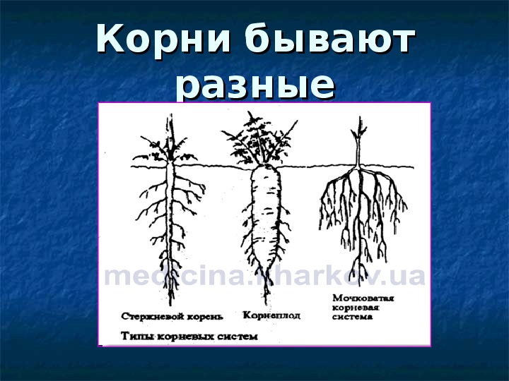 Бывает корневым. Корни растений. Какие бывают корни. Какие бывают корни у растений. Каких цветов бывают корни.