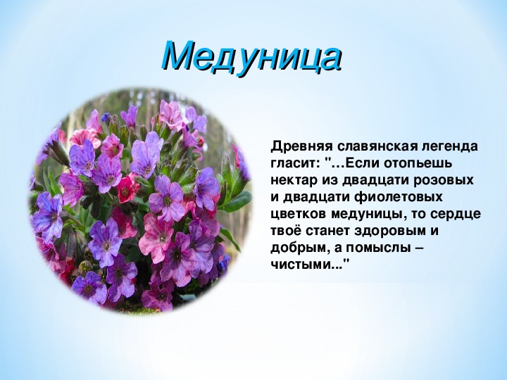 Информация о цветах памяти. Фомаида Медуница. Фомаида Медуница отмечается 26 апреля. Медуница цветок Легенда поверье. Медуница предания.