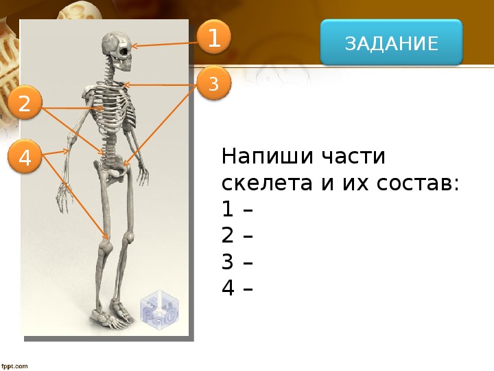 Скелет состоит из хрящевой ткани. Из каких частей состоит скелет. Напиши части скелета и их состав. Схема ОДС. ОДС скелет.