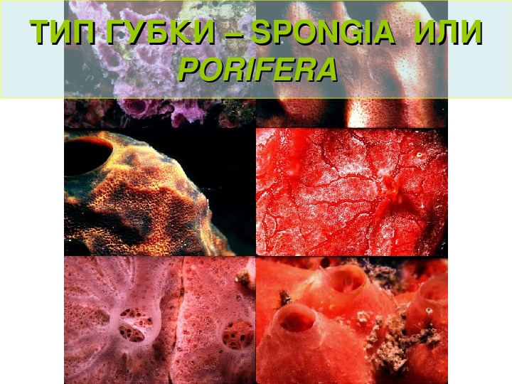 ТИП ГУБКИ – SPONGIA  ИЛИ PORIFERA