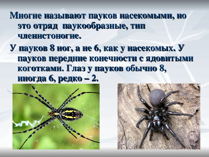 Паук относится к паукообразным. Сколько ног у паукообразных. Относится ли паук к насекомым. Различие паукообразных и насекомых. Паукообразных от насекомых.