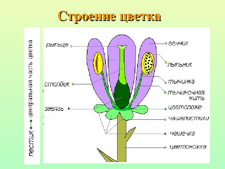 Цветок орган генеративного размножения растений