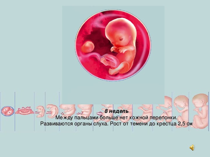 Этапы внутриутробного развития человека презентация