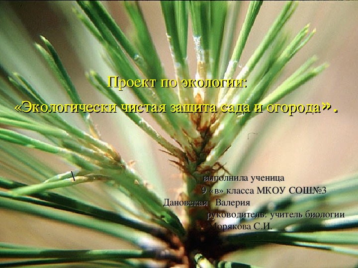 Исследовательский проект по экологии:"Экология сада и леса" с презентацией.