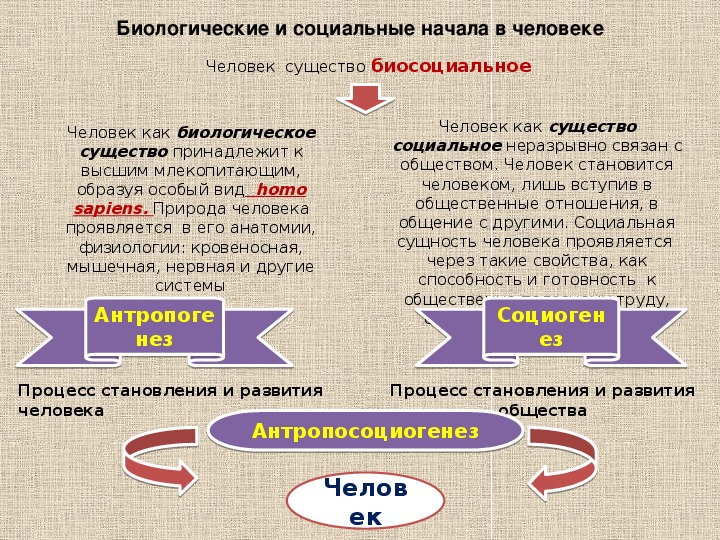 План по обществознанию человек биосоциальное существо