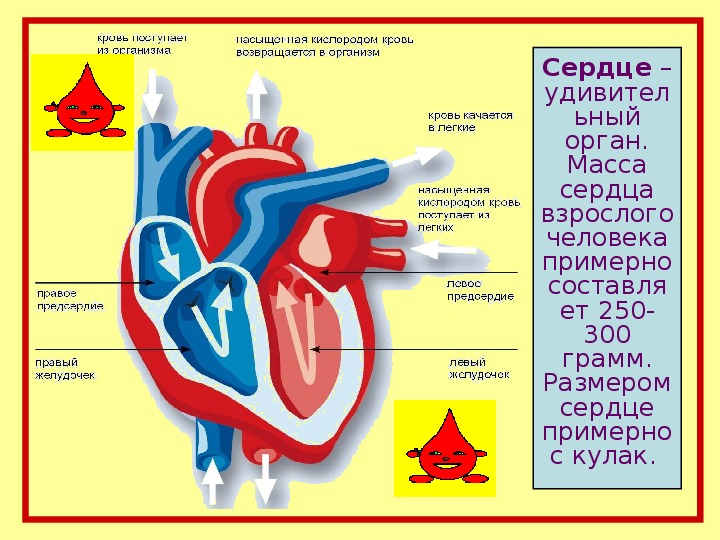 Какие сосуды в левом предсердии. В левое предсердие поступает кровь. В правое предсердие кровь поступает по. Из левого предсердия кровь поступает в. Поступление крови в сердце.