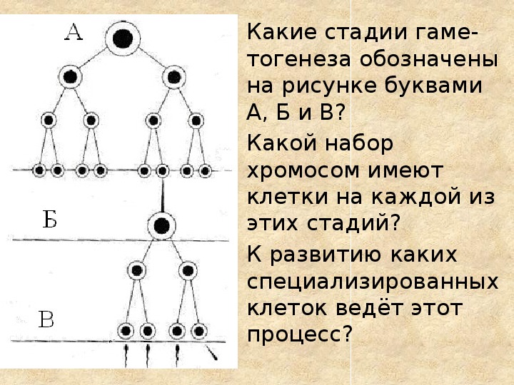 Какие стадии гаметогенеза обозначены на рисунке буквами а б и в какой набор хромосом имеют