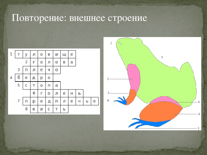 Тест рыбы и земноводные 7 класс. Кроссворд земноводные. Строение амфибий 7 класс тест. Тест по земноводным 7 класс. Кроссворд про земноводных.