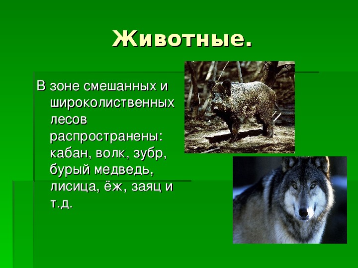 На каком восточном материке обитает серый волк. Обитание волка. Волки обитающие в России. Волк природная зона. Вывод про Волков.