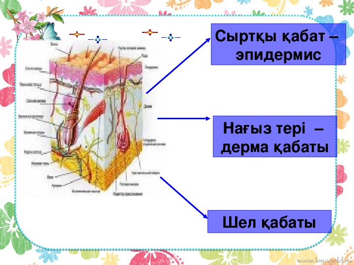 Тері анатомиясы презентация