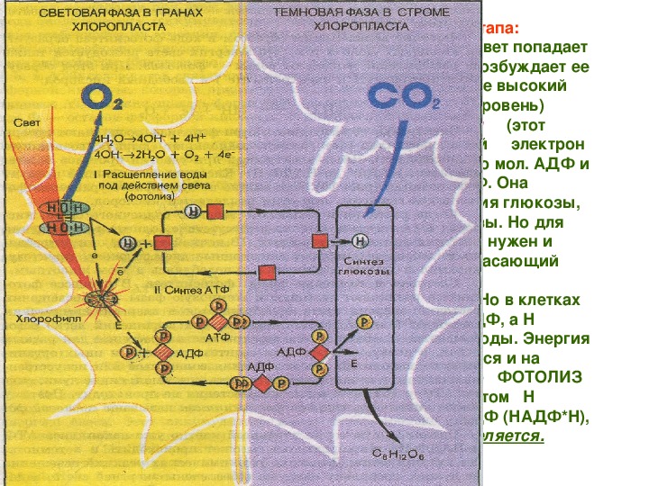 Пластический обмен биосинтез белков презентация